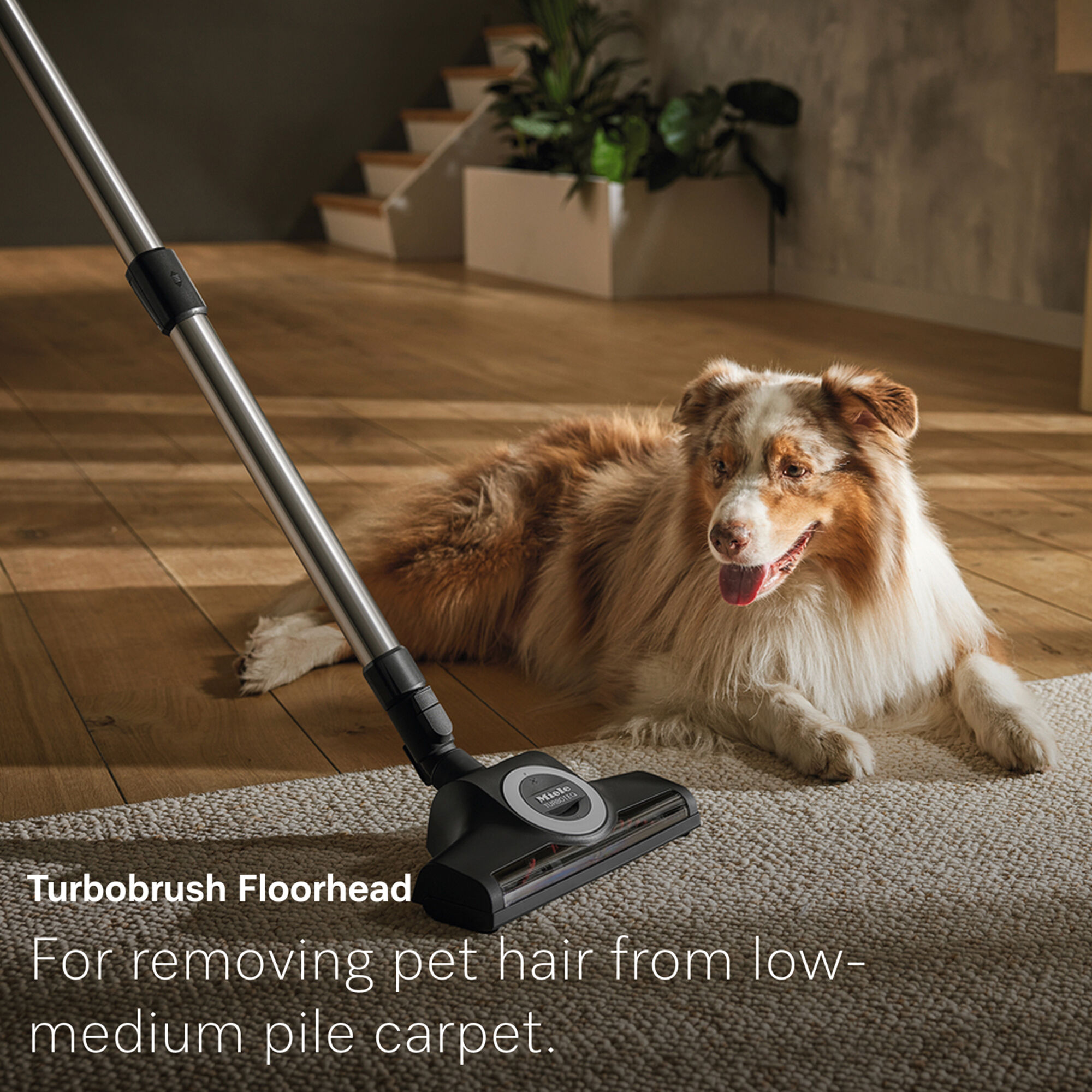 Miele Guard M1 Cat & Dog Pet Canister Vacuum with 5 Additional
