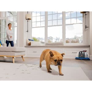 Bissell Little Green Portable Carpet Cleaner, , hires