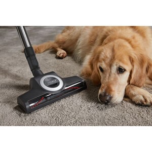 Miele Boost CX1 Cat & Dog Bagless Pet Canister Vacuum with HEPA Filter & 4 Additional Tools, , hires