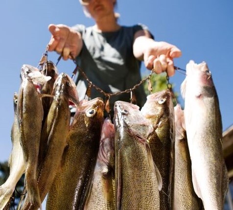 Bounty of Fish